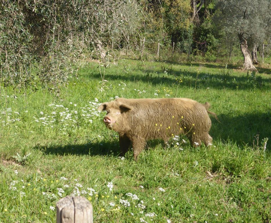 Campospillo Villa Magliano in Toscana Eksteriør billede